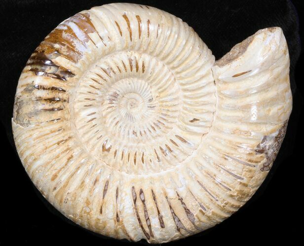 Perisphinctes Ammonite - Jurassic #38030